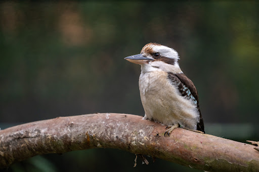 Taman Indonesia Zoo Gallery - Netherlands