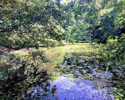 Springpool Wood - Visual