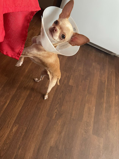 Westside Animal Clinic