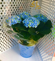Photo n°7 de Leray fleurs à toute heure à Gisors (Fleuriste)