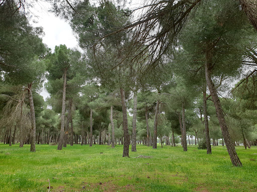 Pinares de Rapariegos