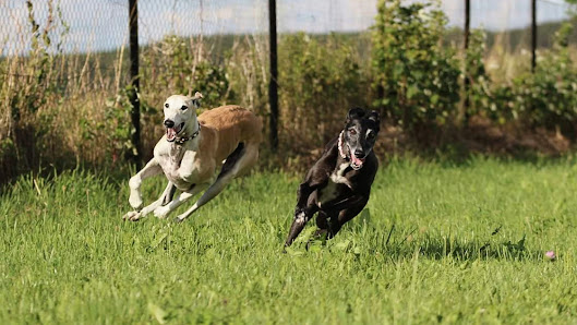 Hundeschule Canis Bonus Erlenhofweg 6, 86498 Kettershausen, Deutschland