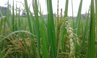Photos of Ptp. Mumbul sari