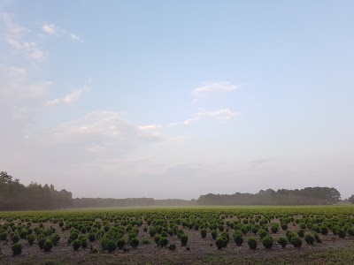Photos of Notkamp Boomkwekerijen