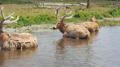 Photos of BILLIE SWAMP SAFARI