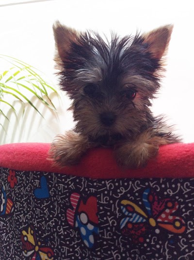 Photos of OnlyPet