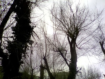 Photos of Acacia Gardens
