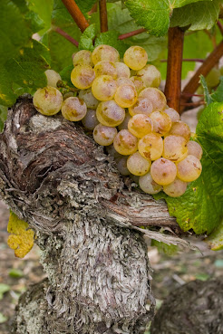 Marionnet Henry - Domaine de la Charmoise by null