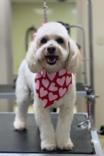 Stubby's Grooming Salon Monument Gallery - United States