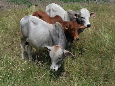 Photos of Aniworld Veterinary Clinic