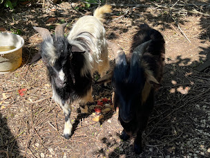 Photo n°9 de Camping la Maurinie à Bassillac et Auberoche (Camping à la ferme)
