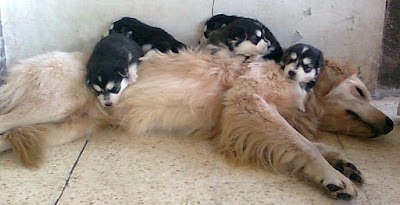 Photos of Onogukguk Kennel