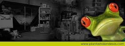 Photos of Grow Shop Plantas Holandesas