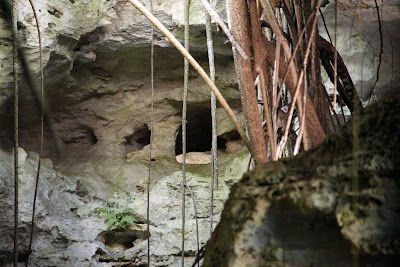 Photos of Primeval Forest National Park