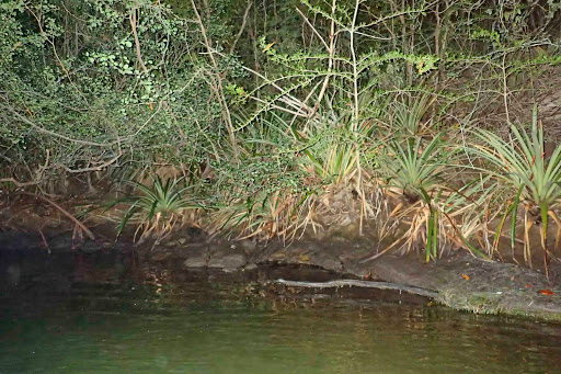 Bio Island BioBay in boat - Thumbnail