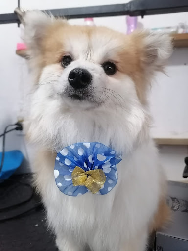 Veterinaria Riveras Y cremación de mascotas