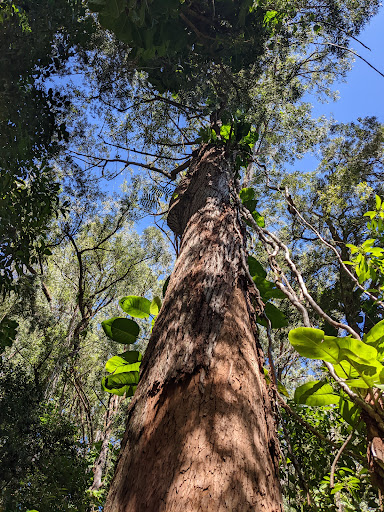 Waikamoi Nature Trailhead and Parking Area Gallery - United States