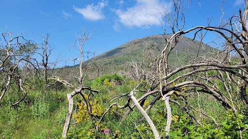Ente Parco Nazionale del Vesuvio - Thumbnail