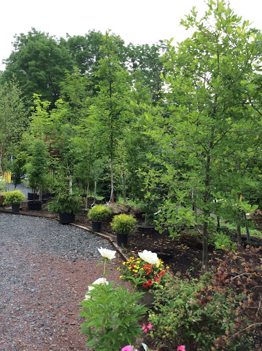Behmerwald Nursery - Thumbnail