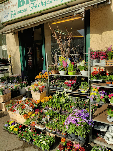 Blumenladen Fachgeschäft Gallery - Germany