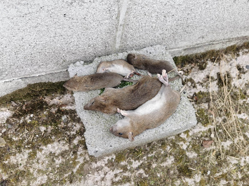 Northumberland Pest Control - Thumbnail