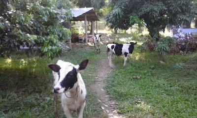 Photos of Shafi Dairy Farm