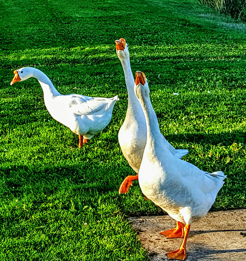 Hampton Park - Visual