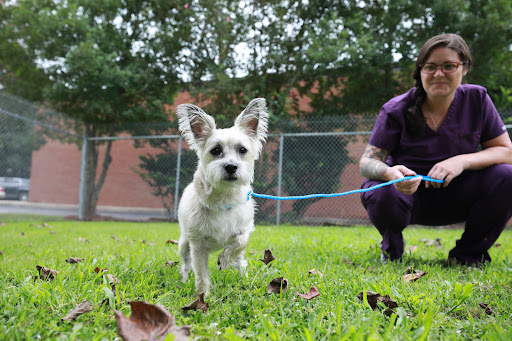 Westwood Pet Care - Thumbnail