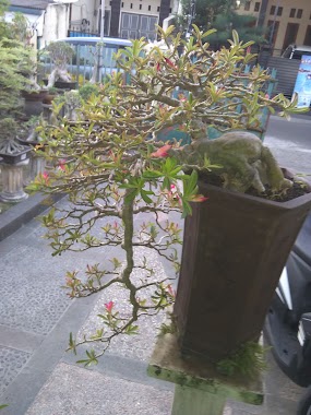 Nurma Bonsai, Author: Muhamad Subhan