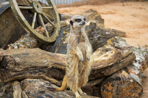 The Meadows Wildlife Park