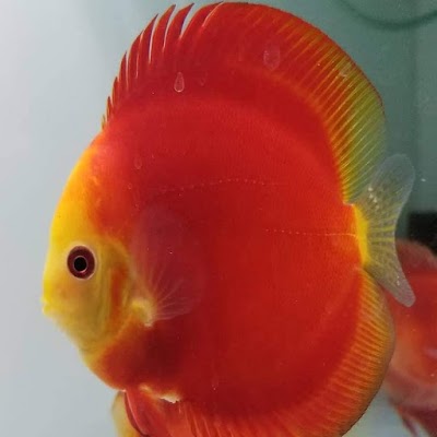 Discus R Us