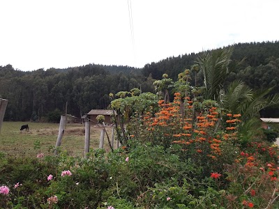 Photos of Forest Lipim&aacute;vida