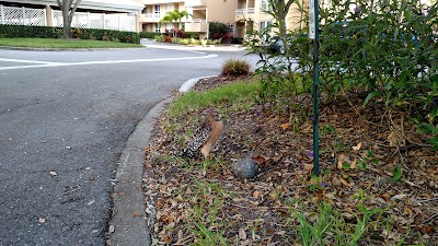 Photos of Pinebrook Ironwood Golf Course
