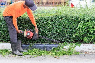 Photos of Tree Felling Cape Town