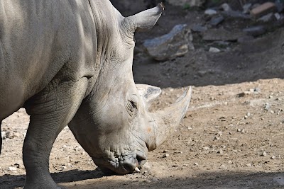 Zebra And Rhino Habitat