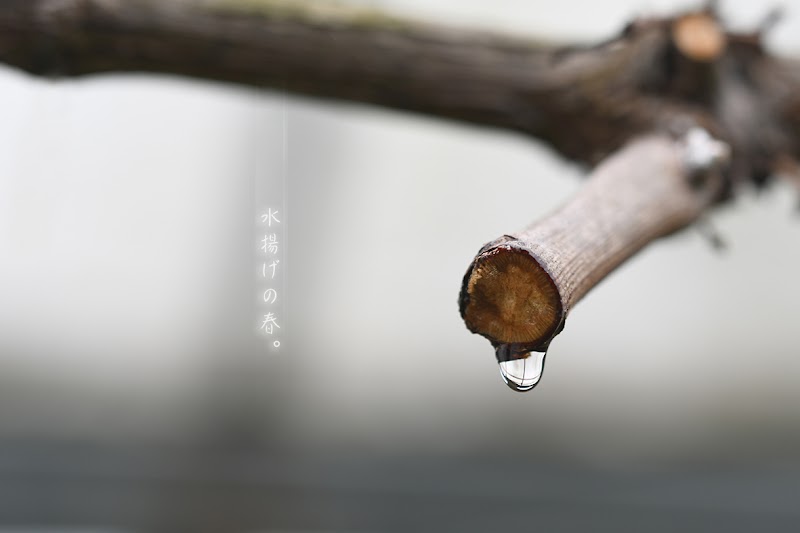 下小薗ぶどう園