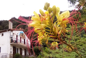 Photo n°2 de Gîtes du Camps de las Basses Amélie les Bains à Amélie-les-Bains-Palalda (Lodge)