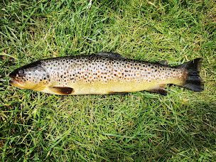 Photo n°5 de Pisciculture les sources du forez à Saint-Pierre-la-Bourlhonne (Ferme aquacole)
