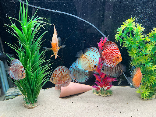 Rt Discus - Visual