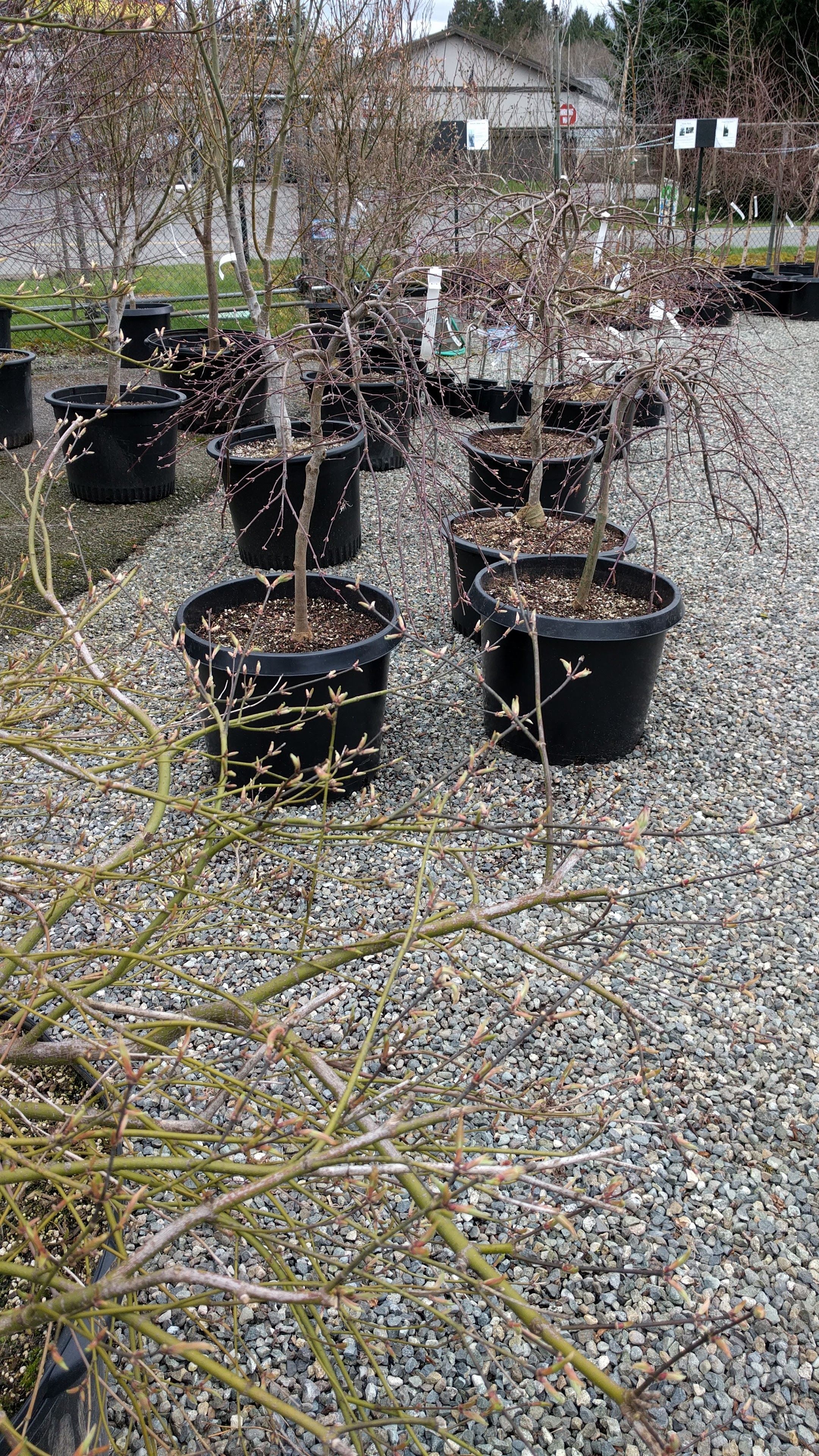 Central Valley Nursery