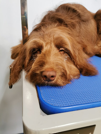 Ballywalter Dog Groomers
