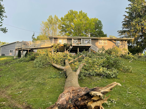 DMZ's Trees - Visual
