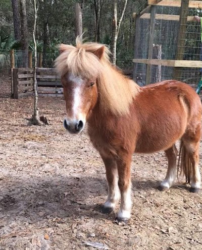 Photos of HorseSisters Equine Assisted Therapy & Rescue Sanctuary