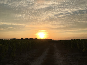 Photo n°27 de SARL Château Nouret à Civrac-en-Médoc (Vignoble)