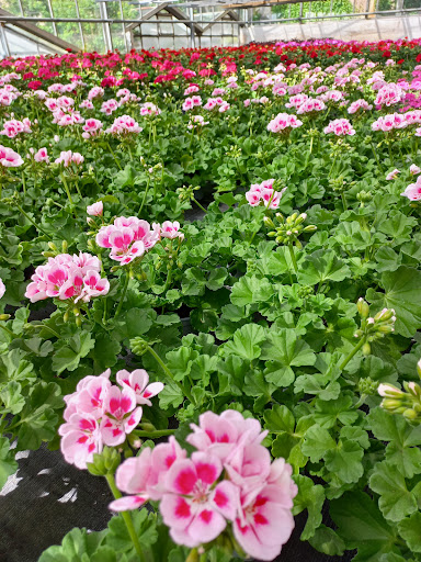Blumen Reinhardt - Visual