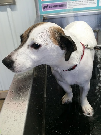 Magic Mile Laundry, Car Wash & Pet Wash - Thumbnail