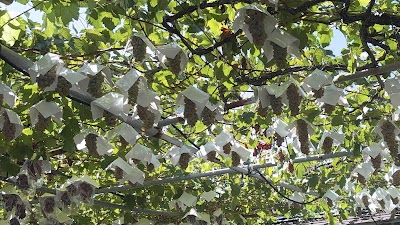 塚原山フルーツ農場