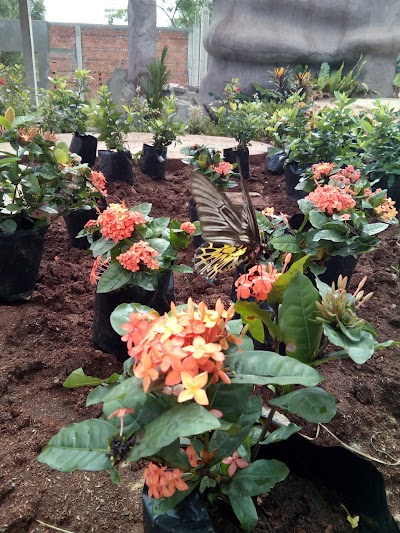 Photos of Butterfly Paradise