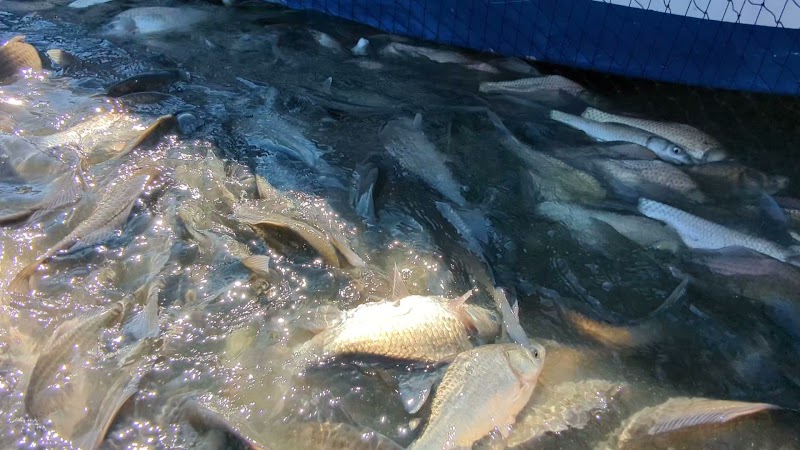 鮒の養殖 株式会社 宮本商店