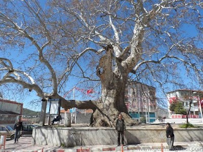 Ağlasun tarihi çınar